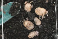Grow Potatoes at Home: A Complete Guide for Gardeners
