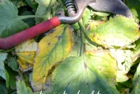 How to Prevent and Treat Early Tomato Blight for Bigger Yields