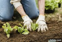 13 Cold-Hardy Plants to Grow Before Winter Arrives