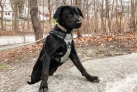 Meet Peanut the Dog: Heartwarming Stories & Photos