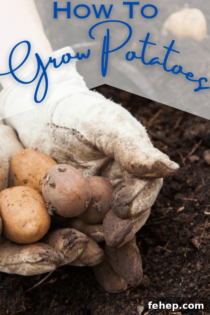 Grow Potatoes at Home: A Complete Guide for Gardeners 2 potato seeds in dirt and work gloves with text