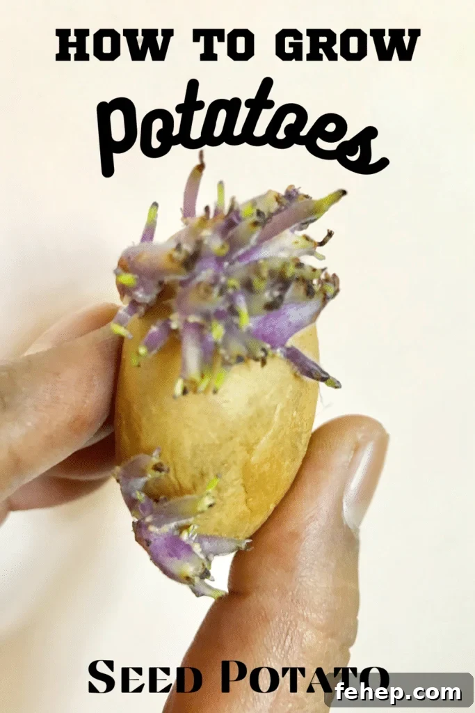 Grow Potatoes at Home: A Complete Guide for Gardeners 4 seed potato with text