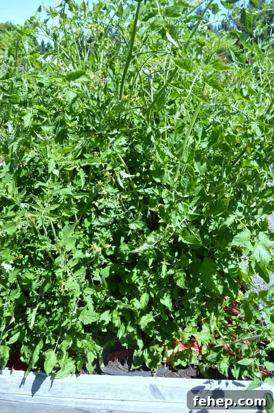 How to Prevent and Treat Early Tomato Blight for Bigger Yields 3 Healthy Tomatoes - An Oregon Cottage