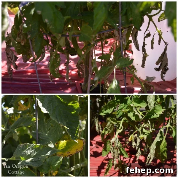 How to Prevent and Treat Early Tomato Blight for Bigger Yields 4 Early Tomato Blight Damage - An Oregon Cottage