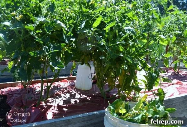 How to Prevent and Treat Early Tomato Blight for Bigger Yields 5 Pruning Tomatoes with Early Blight - An Oregon Cottage