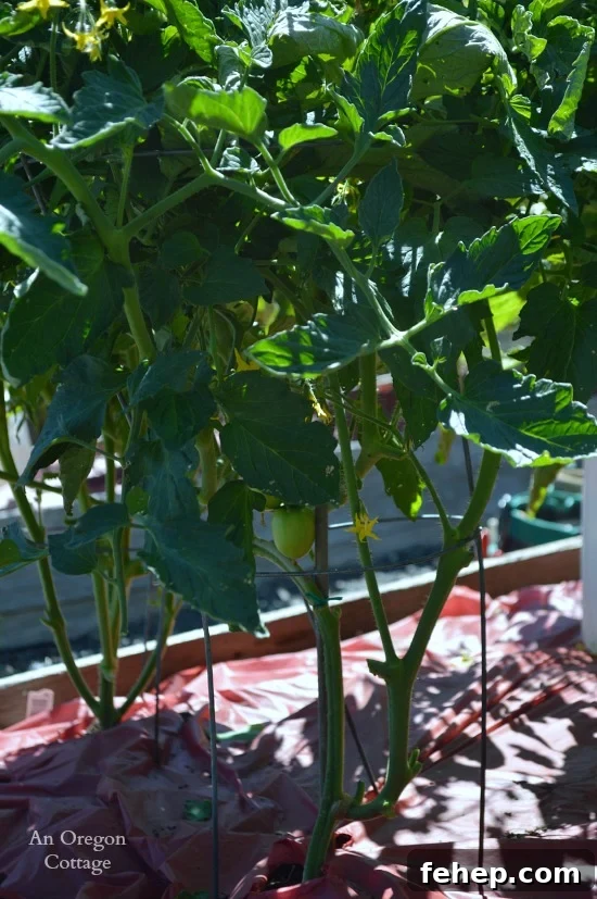 How to Prevent and Treat Early Tomato Blight for Bigger Yields 6 Pruned Tomatoes Plants