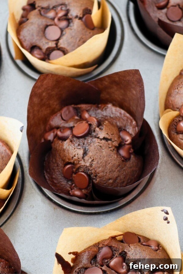 Chocolate muffins in paper liners after being baked in the oven.