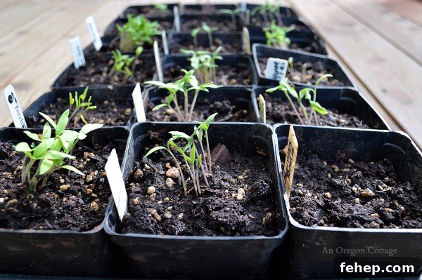 Caring for Seedlings at One Week - Tomatoes - An Oregon Cottage