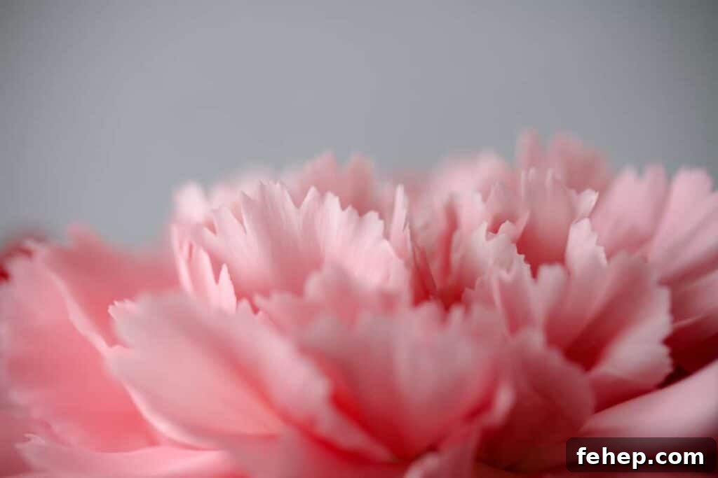 Pink Carnation on a gray background