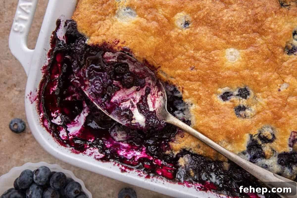 Quick and easy blueberry cobbler in a white baking dish with a golden topping
